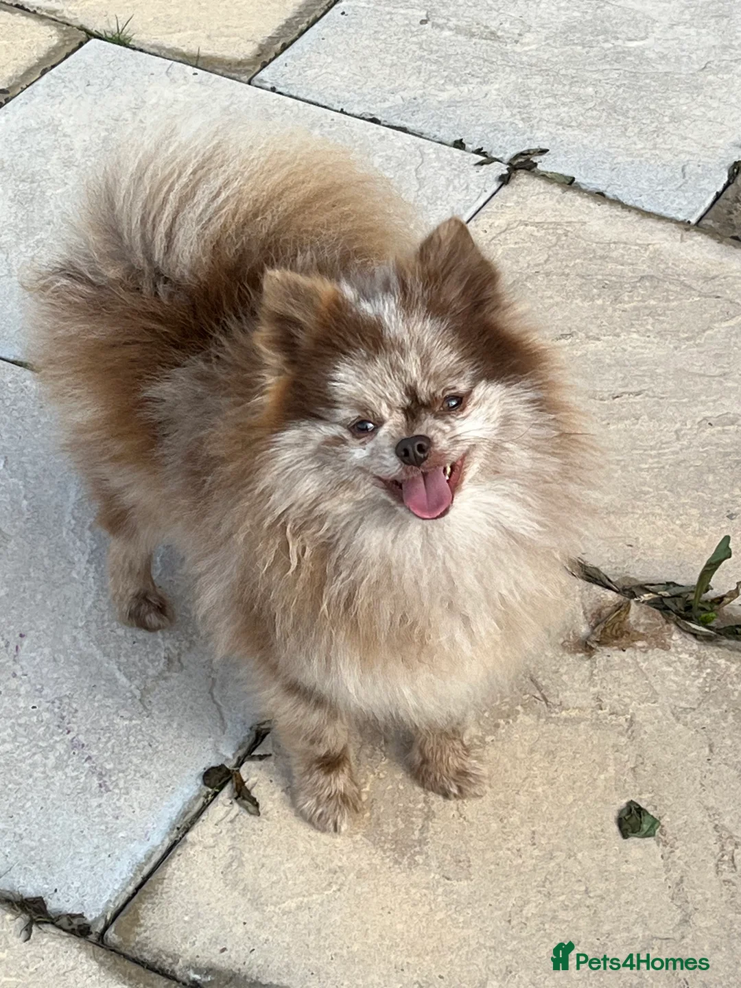 Pomeranian dogs for stud: Choc Merle Pomeranian stud in Leeds - Advert 1
