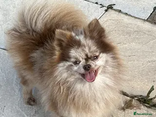 Pomeranian dogs Choc Merle Pomeranian stud in Leeds - Advert 24