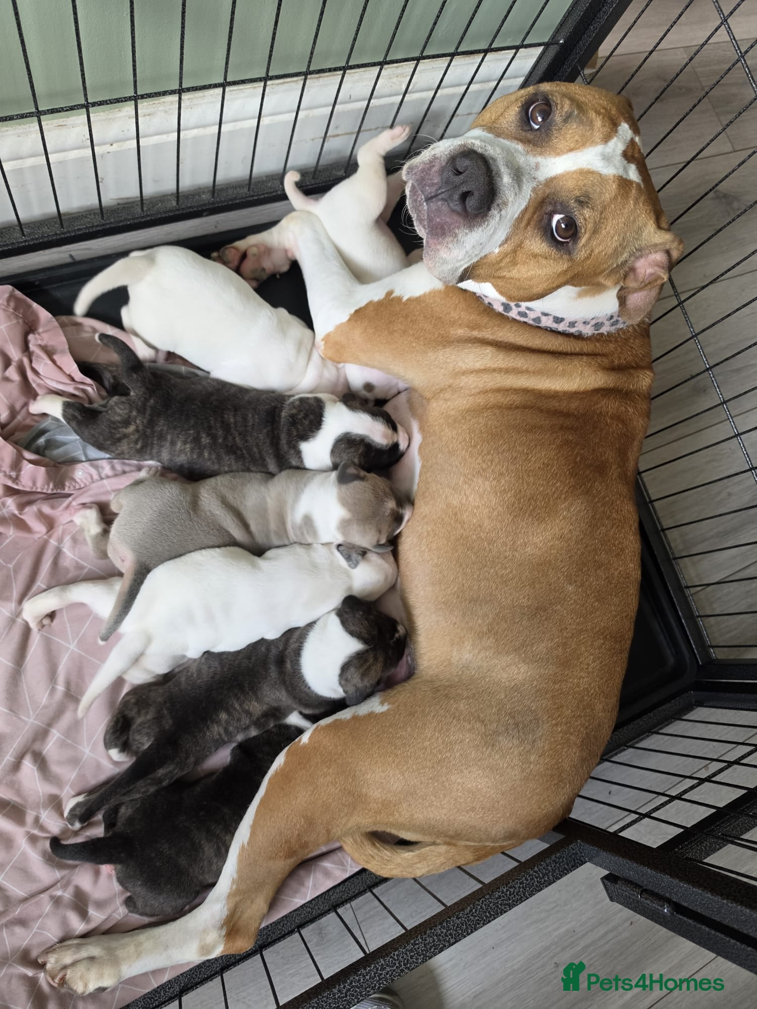 Mixed Breed dogs American bulldog x staffy  - Advert 12