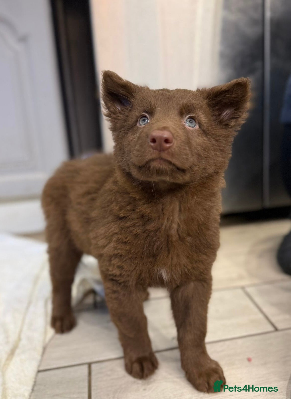 Saarloos Wolfdog dogs Extensively Health Tested Wolfdog Puppies - Advert 1