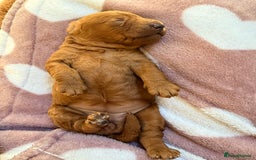 Miniature Poodle dogs for sale: Kc reg mini poodle 5 generation pedigree - Advert 5