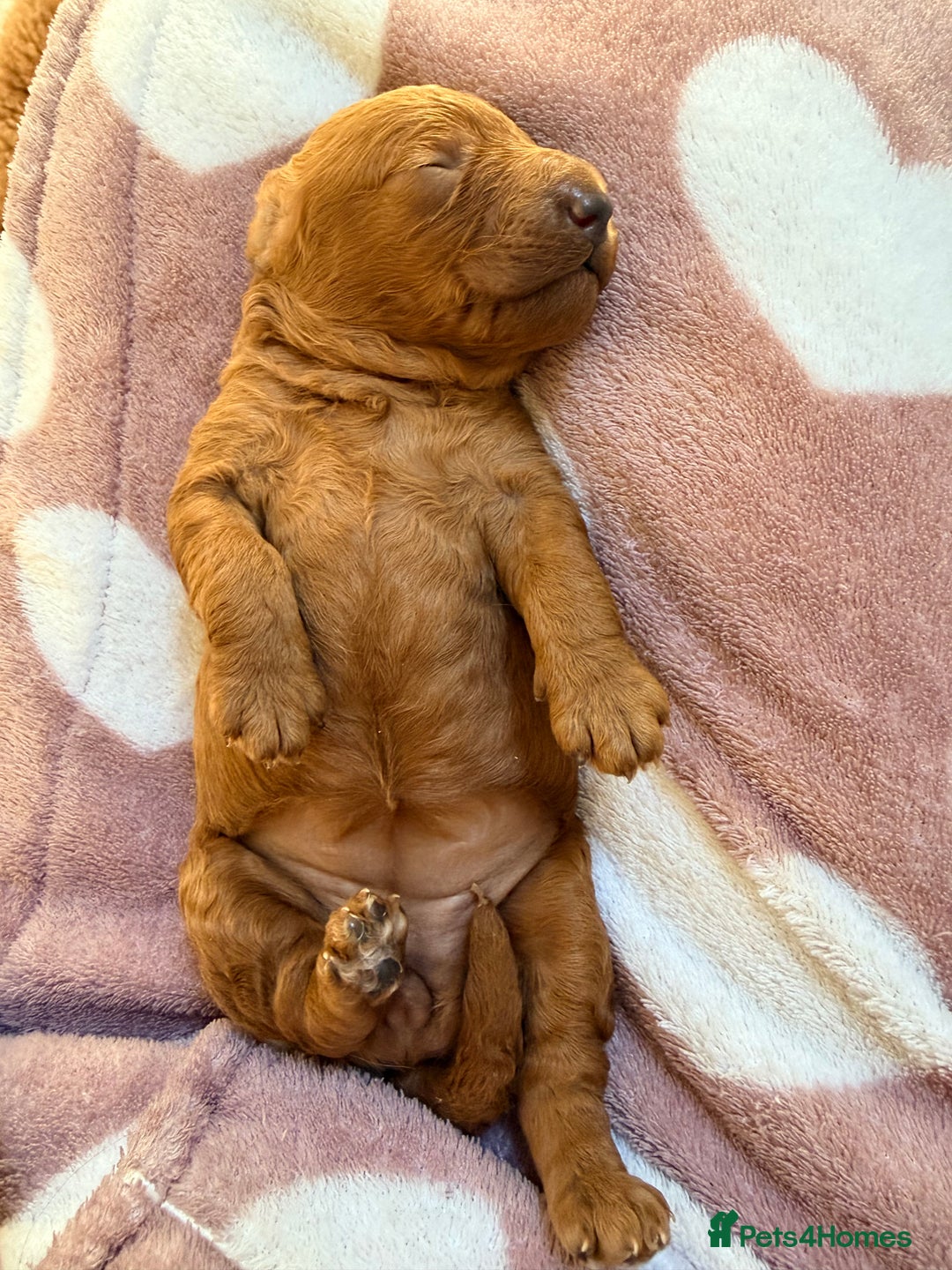 Miniature Poodle dogs for sale: Kc reg mini poodle 5 generation pedigree - Advert 5