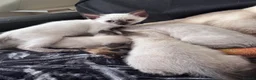 Siamese cats for sale: Siamese kittens - Advert 7