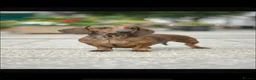 Miniature Dachshund dogs for sale: Show quality PRA CLEAR mini dachshunds  - Advert 6