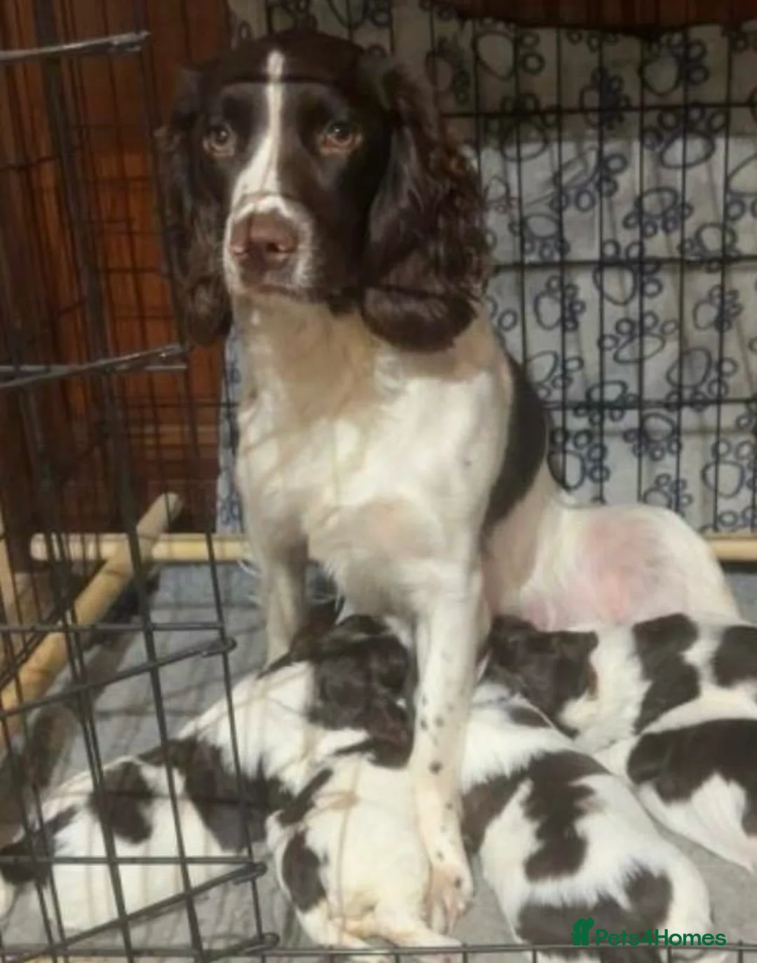 English Springer Spaniel dogs for sale: Kc registered English springer spaniel female - Advert 2