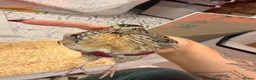 Quail poultry for sale: 4x female Coturnix quail.  - Advert 6