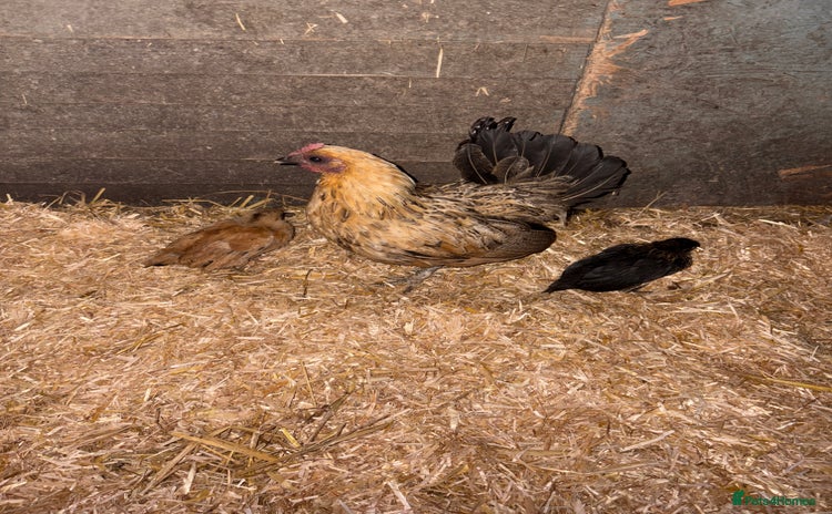 Chickens poultry Bantam old English game - Advert 1