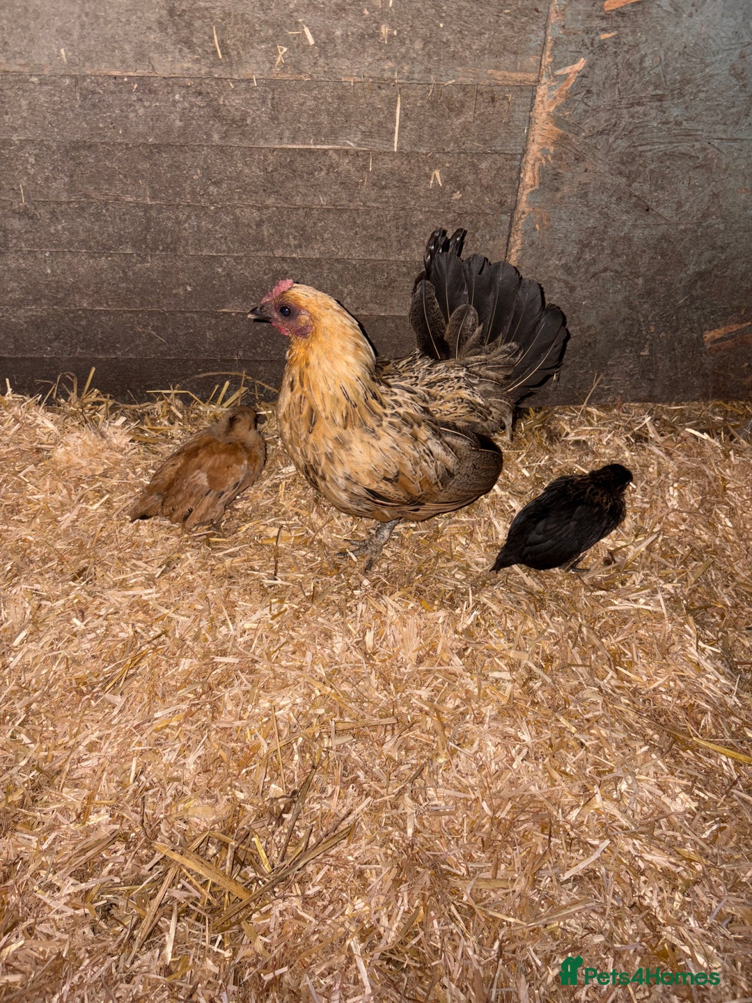 Chickens poultry for sale: Bantam old English game - Advert 1