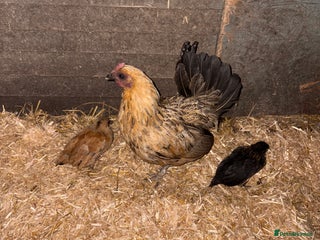 Chickens poultry Bantam old English game - Advert 2