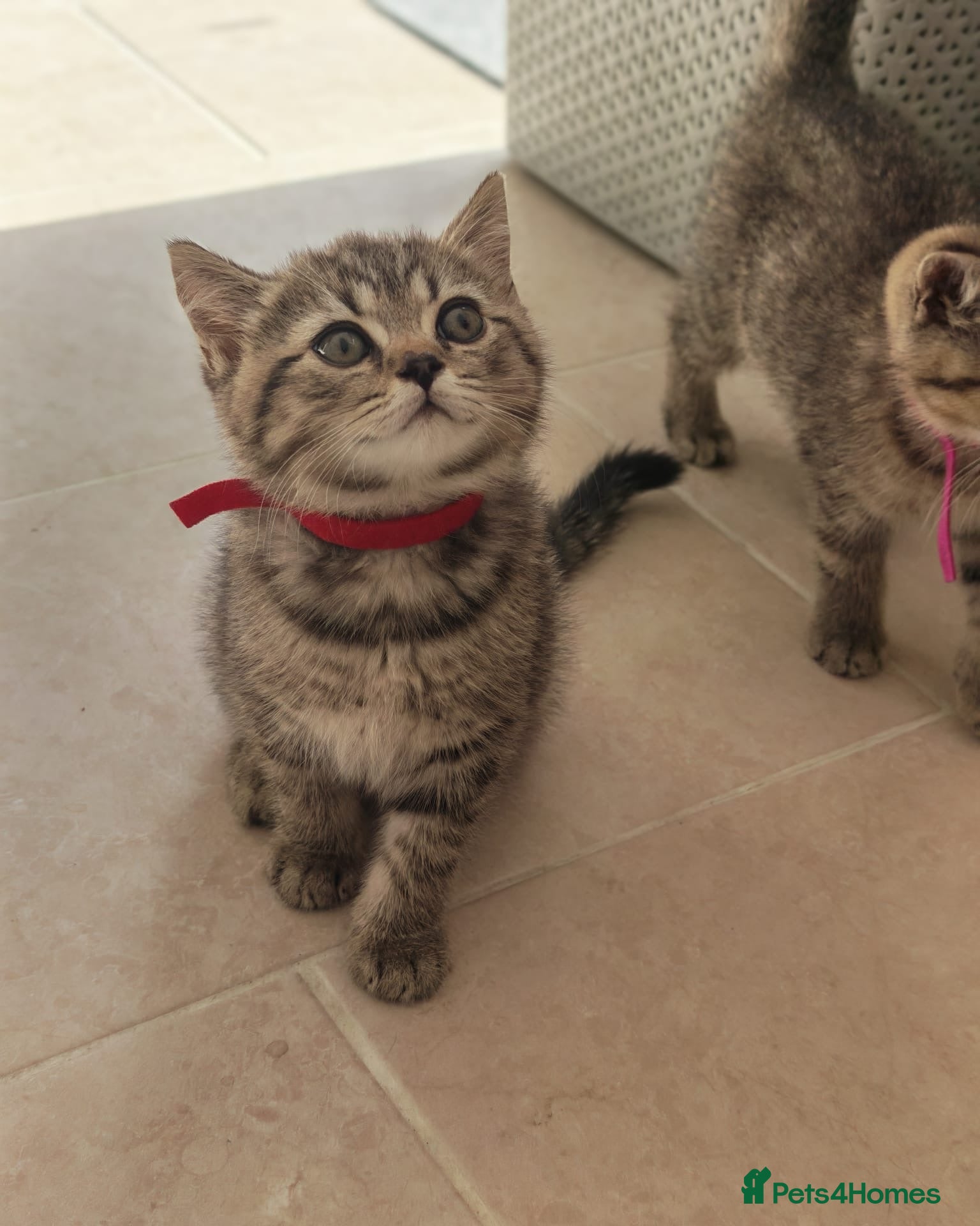British Shorthair cats 🐾 Exceptional GCCF British Shorthair Kittens 🐾 - Advert 2