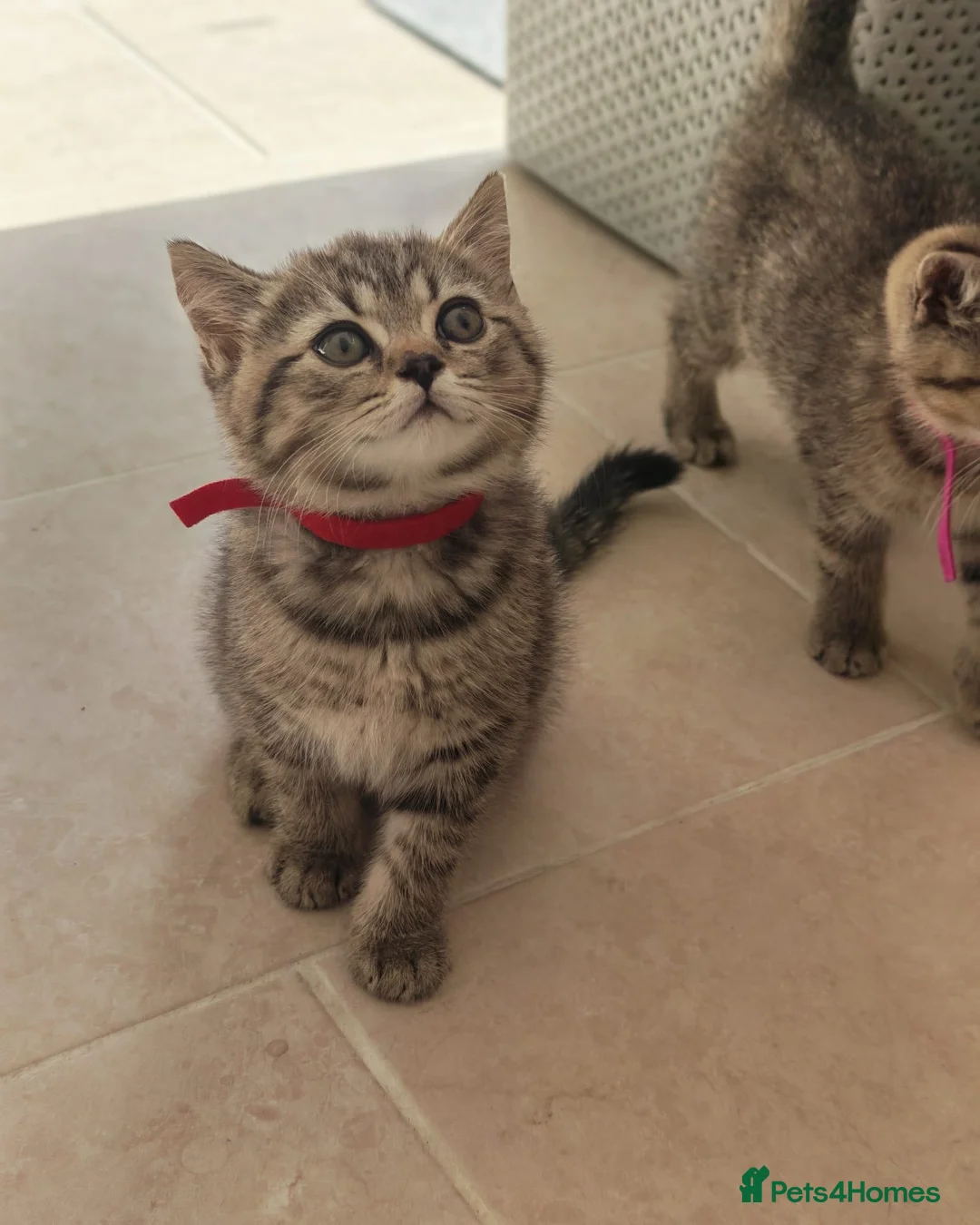 British Shorthair cats for sale: 🐾 Exceptional GCCF British Shorthair Kittens 🐾 - Advert 2