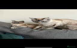 Ragdoll cats for sale: Gorgeous pedigree Ragdoll kittens for sale  - Image 16