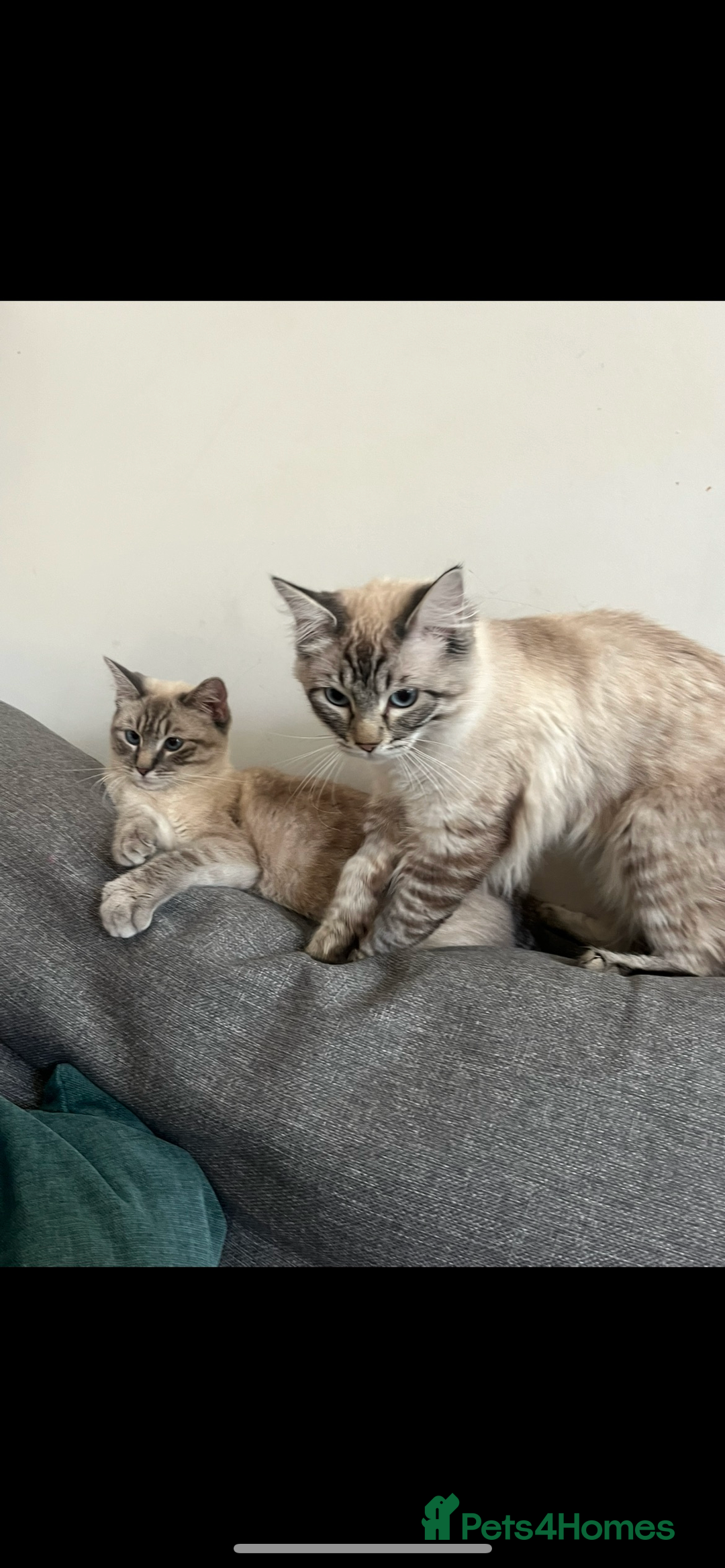 Ragdoll cats for sale: Gorgeous pedigree Ragdoll kittens for sale  - Image 16