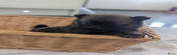 Pomeranian dogs for sale: Beautiful Teddy bear Pom puppies in Maidstone - Advert 3