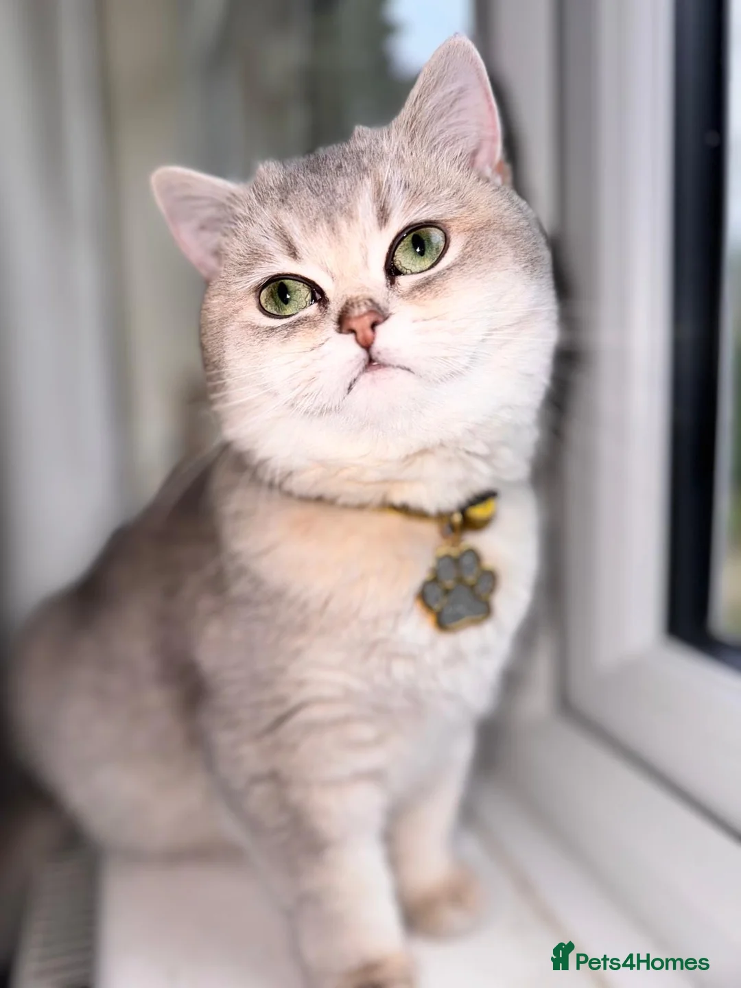 British Shorthair cats for sale: British shorthair  - Advert 1