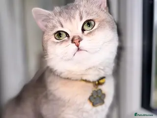 British Shorthair cats British shorthair - Advert 2