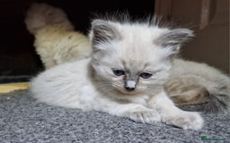 Ragdoll cats for sale: 4 ragdoll x ragamuffin fluffy kittens  - Image 18