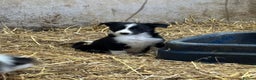 Border Collie dogs for sale: 5 border collie puppies from working parents - Advert 4