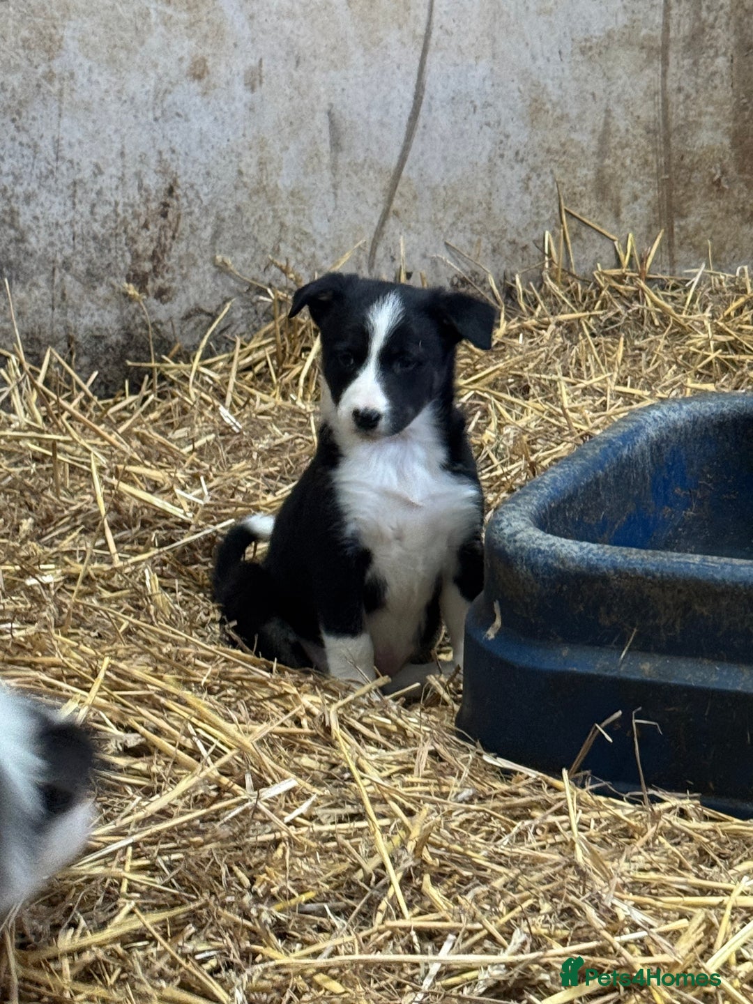 Border Collie dogs for sale: 5 border collie puppies from working parents - Advert 4