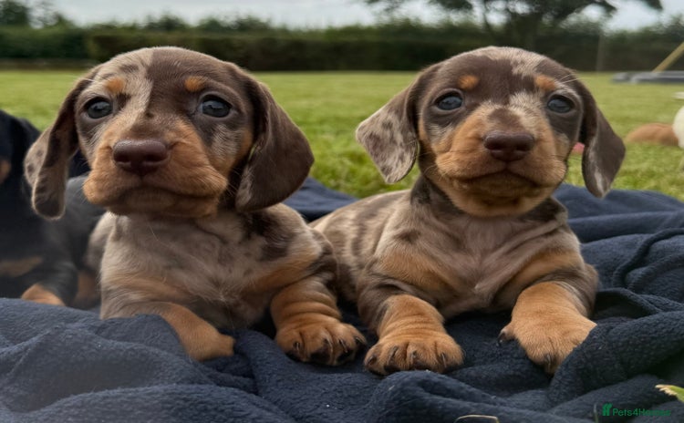 Miniature Dachshund dogs - Advert 8