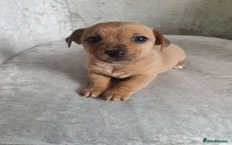 Mixed Breed dogs for sale: Four Little Ones:Sweet Female Puppies Seeking Home - Image 8