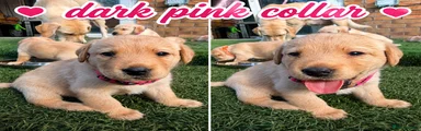 Labrador Retriever 4