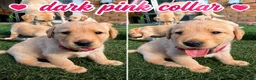 Labrador Retriever dogs for sale: Labrador puppies for sale 3 females left  - Advert 8