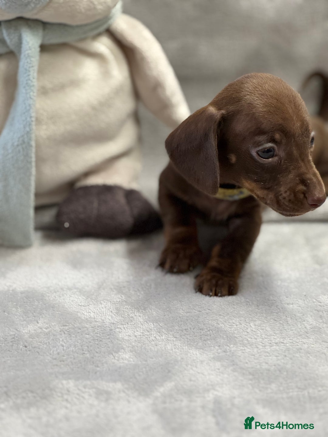 Miniature Dachshund dogs for sale: Miniature dachshund  - Image 16