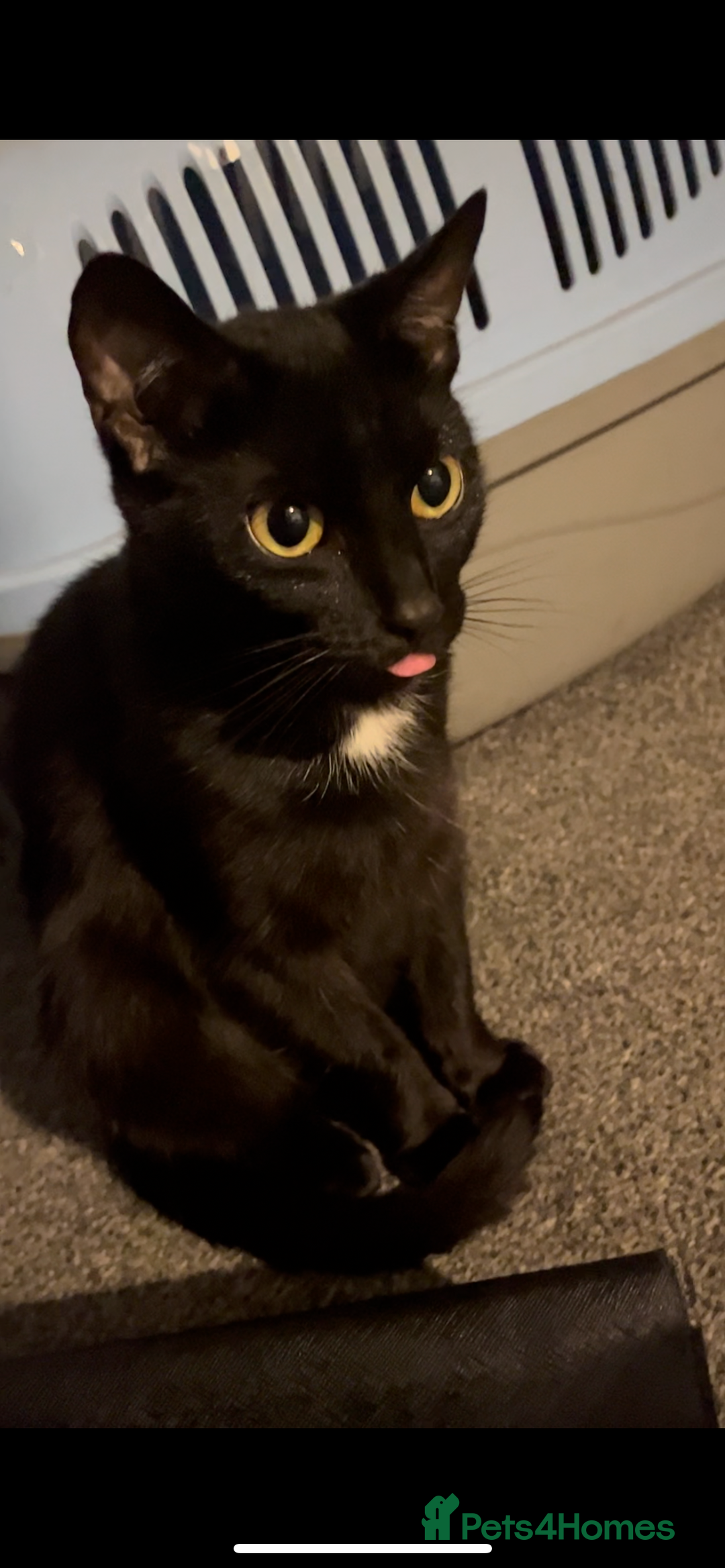 British Shorthair cats for sale: Loving Home Wanted for Black Cat – Nina 🐾 - Advert 2