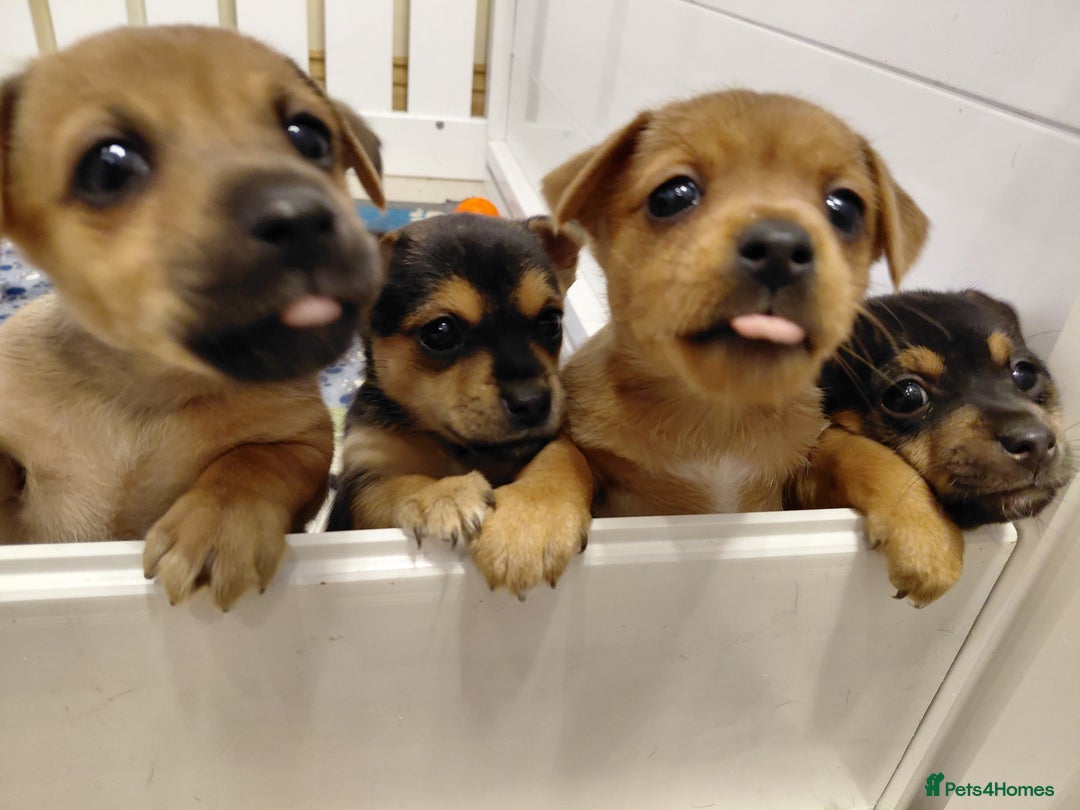 Jack Russell dogs for sale: Jack Russell Puppies - Advert 24