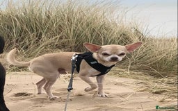 Chihuahua dogs for sale: Chihuahua  - Image 9