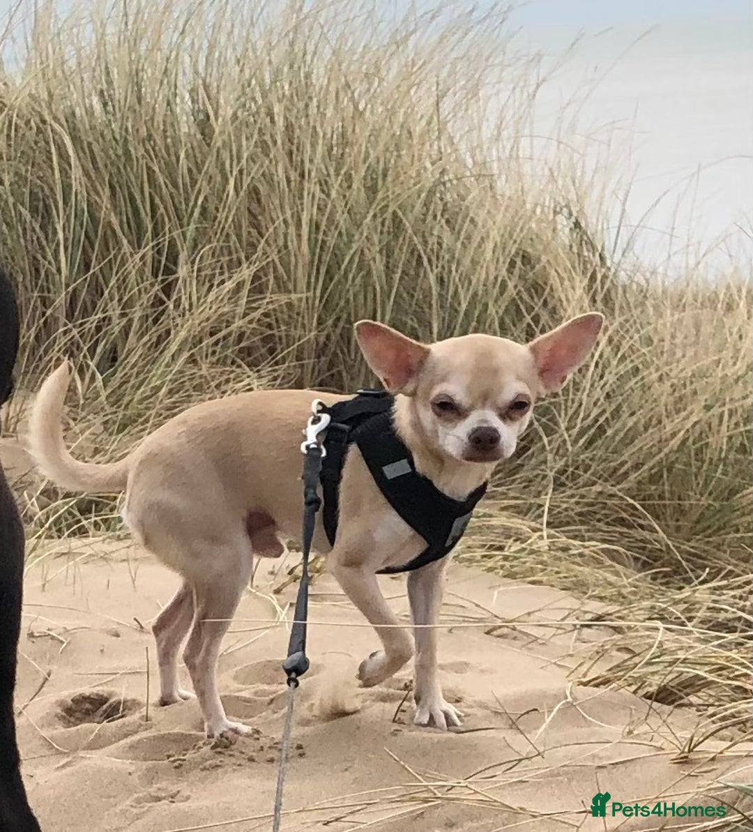 Chihuahua dogs for sale: Chihuahua  - Image 9