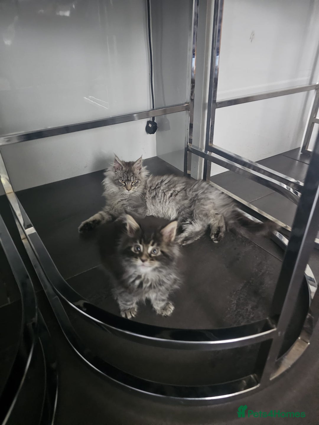 Maine Coon cats for sale: MAINE COON KITTENS - Advert 5