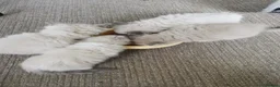 Ragdoll cats for sale: Traditional & Cherubim Ragdoll Kittens -  TICA - Advert 17