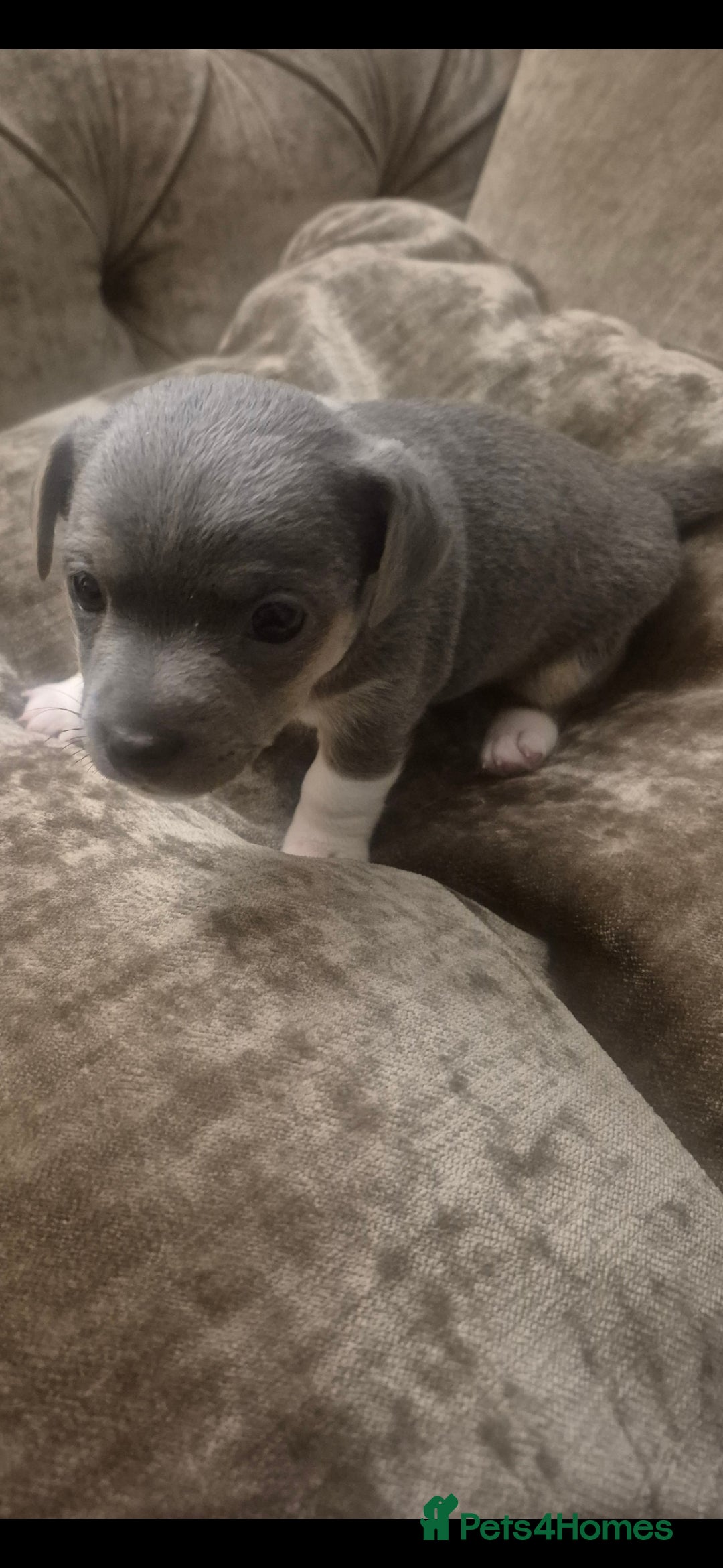 Jack Russell dogs for sale: Minature jack russell puppies - Advert 5