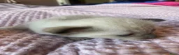 Tonkinese cats for sale: Tonkinese x Raagdoll -Tonkdoll - Advert 19