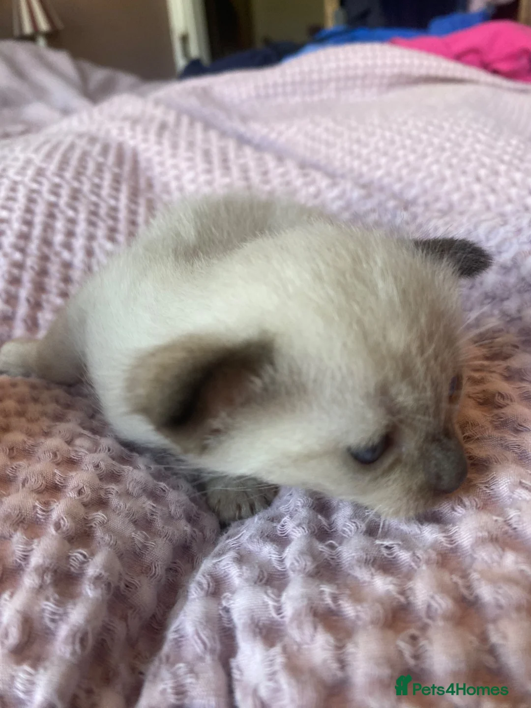 Tonkinese cats for sale: Tonkinese x Raagdoll -Tonkdoll - Advert 19