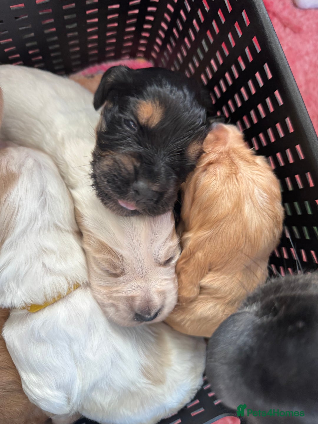 Cocker Spaniel dogs for sale: Stunning cocker spaniel puppy’s  - Image 4