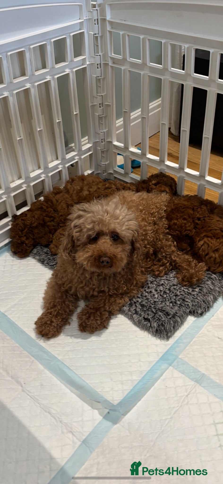 Toy Poodle dogs Toy poodle  - Advert 4