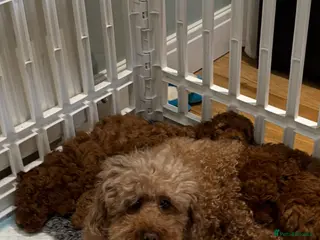 Toy Poodle dogs Toy poodle - Advert 4