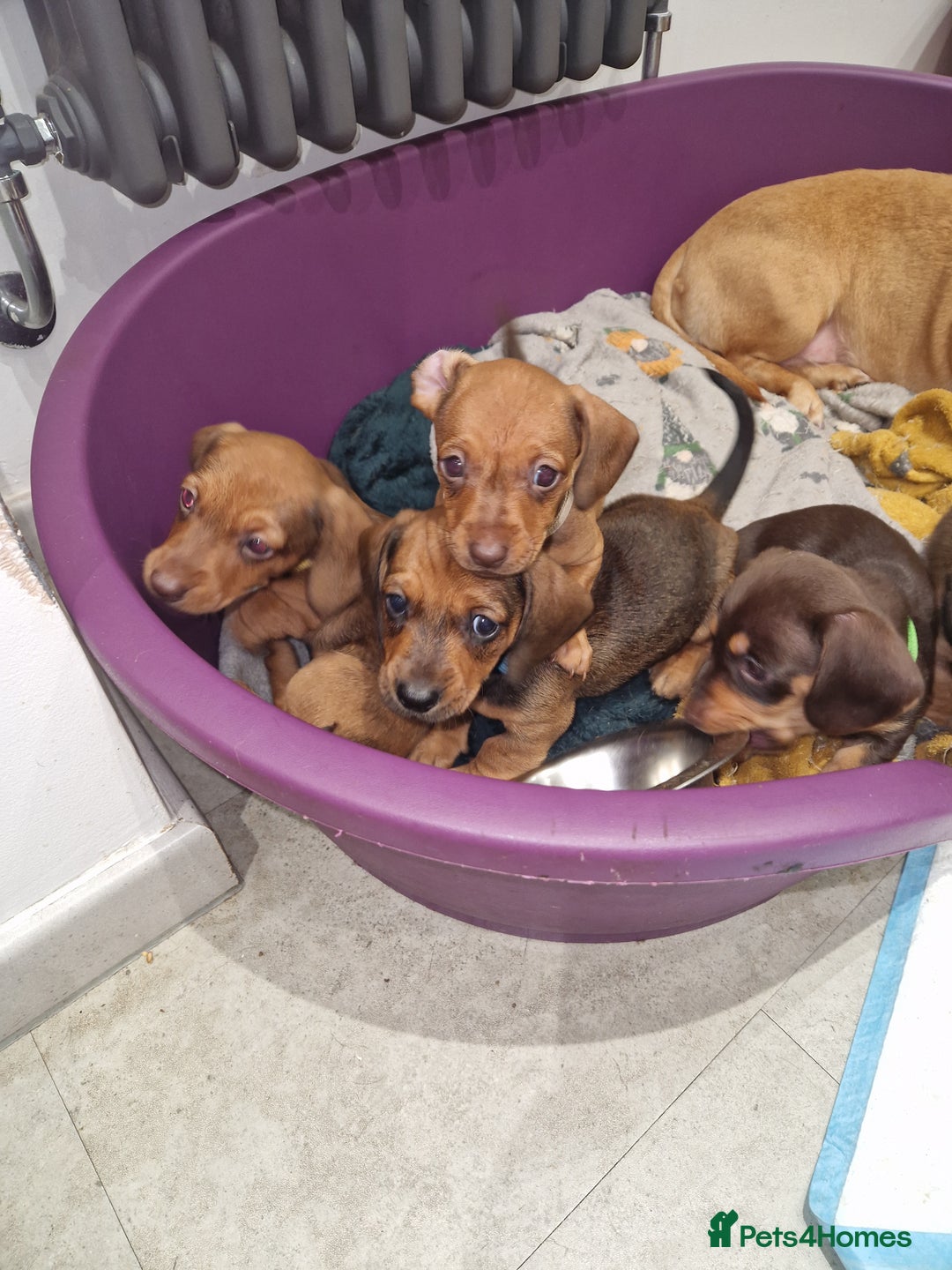Dachshund dogs for sale: Littre of 7 Dachshund puppies ONLY 1 GIRLS LEFT !! - Advert 1