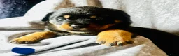 Rottweiler dogs for sale: Stunning KC Registered Rottweiler puppies  - Advert 13