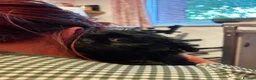Shih Tzu dogs for sale: Ready next week KC Reg & Health Tested - Advert 4