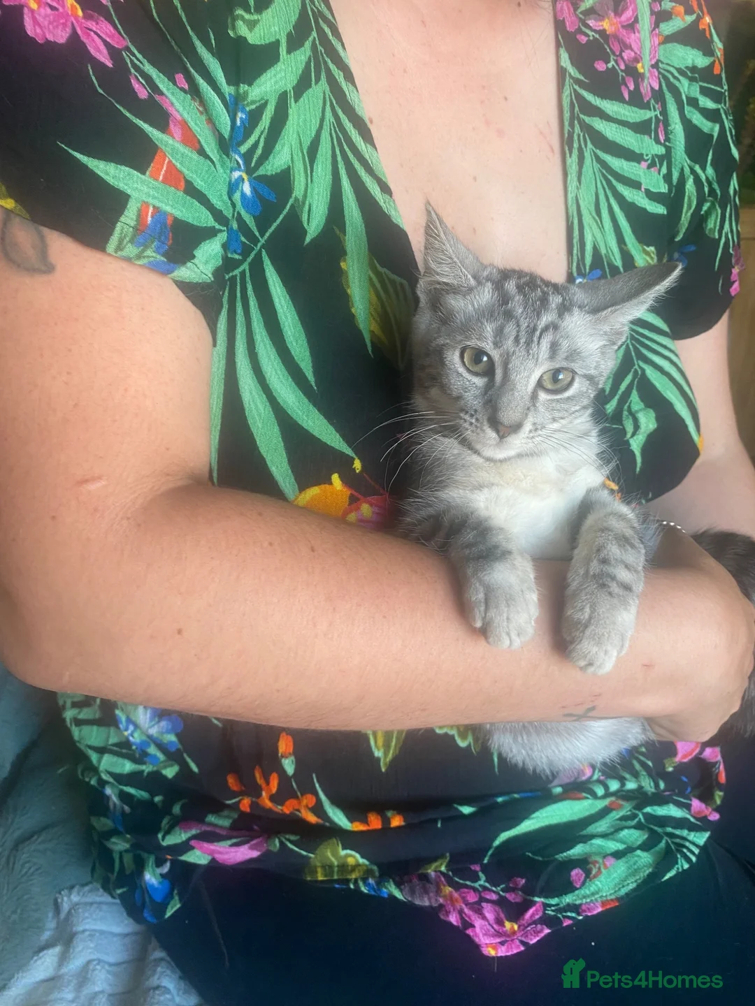 Domestic Shorthair cats for sale: Kittens for sale - Advert 2