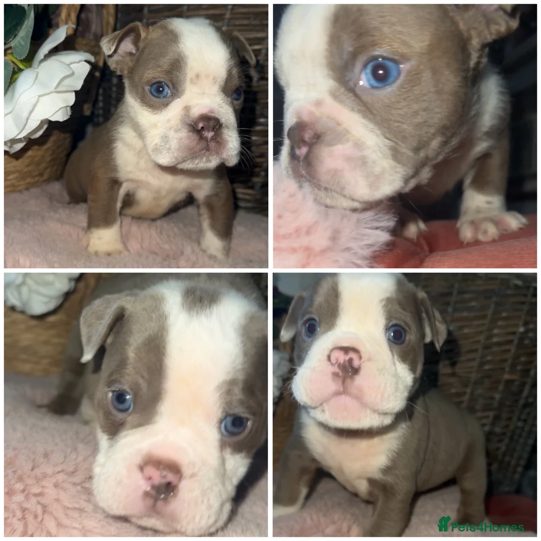 Olde English Bulldogge dogs for sale: Beautiful Olde English bulldog  - Advert 3