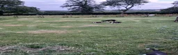 Border Collie dogs for sale: Border collie pups for sale - Advert 3