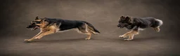 German Shepherd dogs for stud: Harvonock's King Koda @ stud - Advert 20
