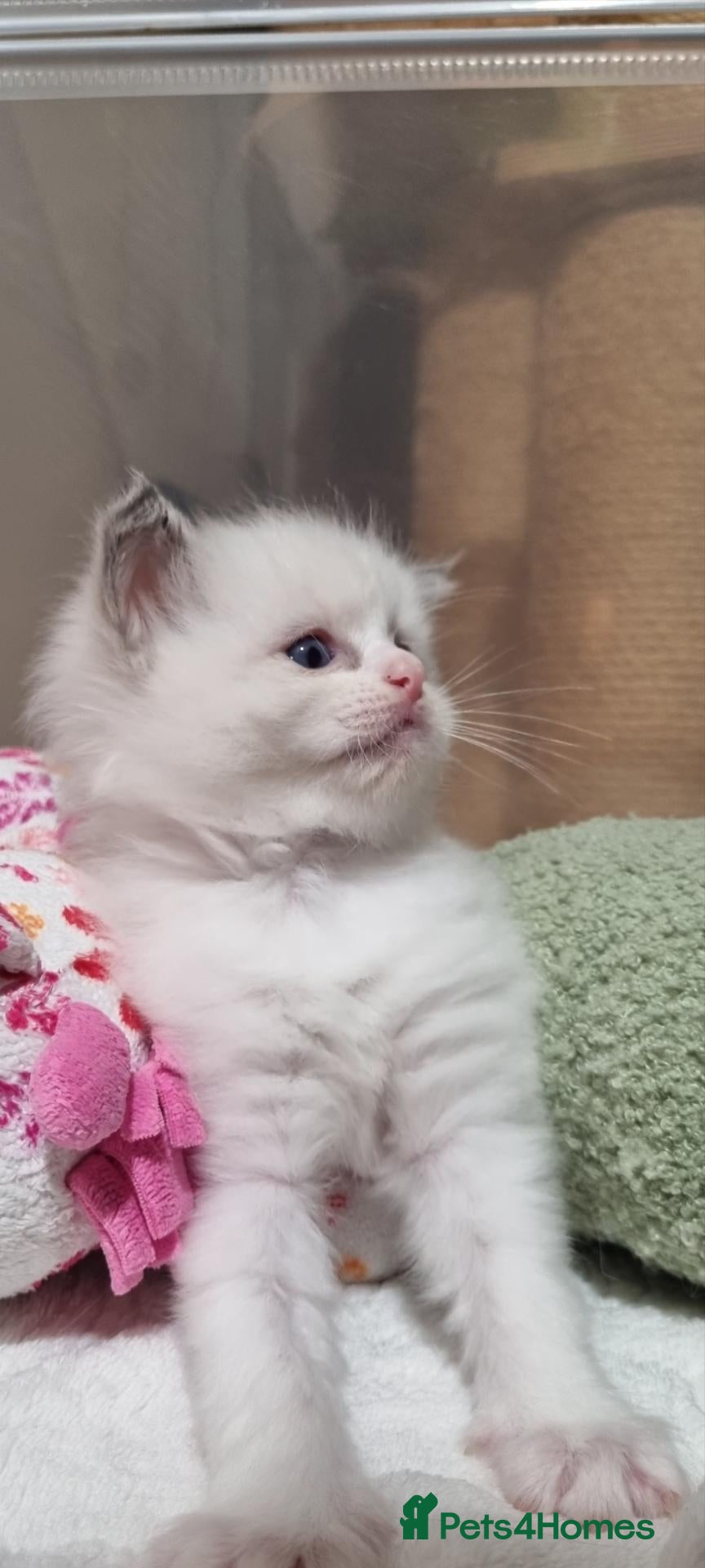Ragdoll cats for sale: 🤍 More than just kittens — they are family. 🤍 - Advert 8