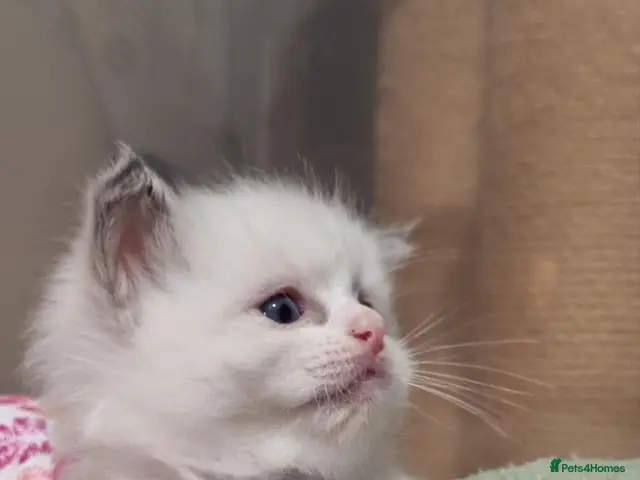 Ragdoll cats for sale: 🤍 More than just kittens — they are family. 🤍 - Advert 8