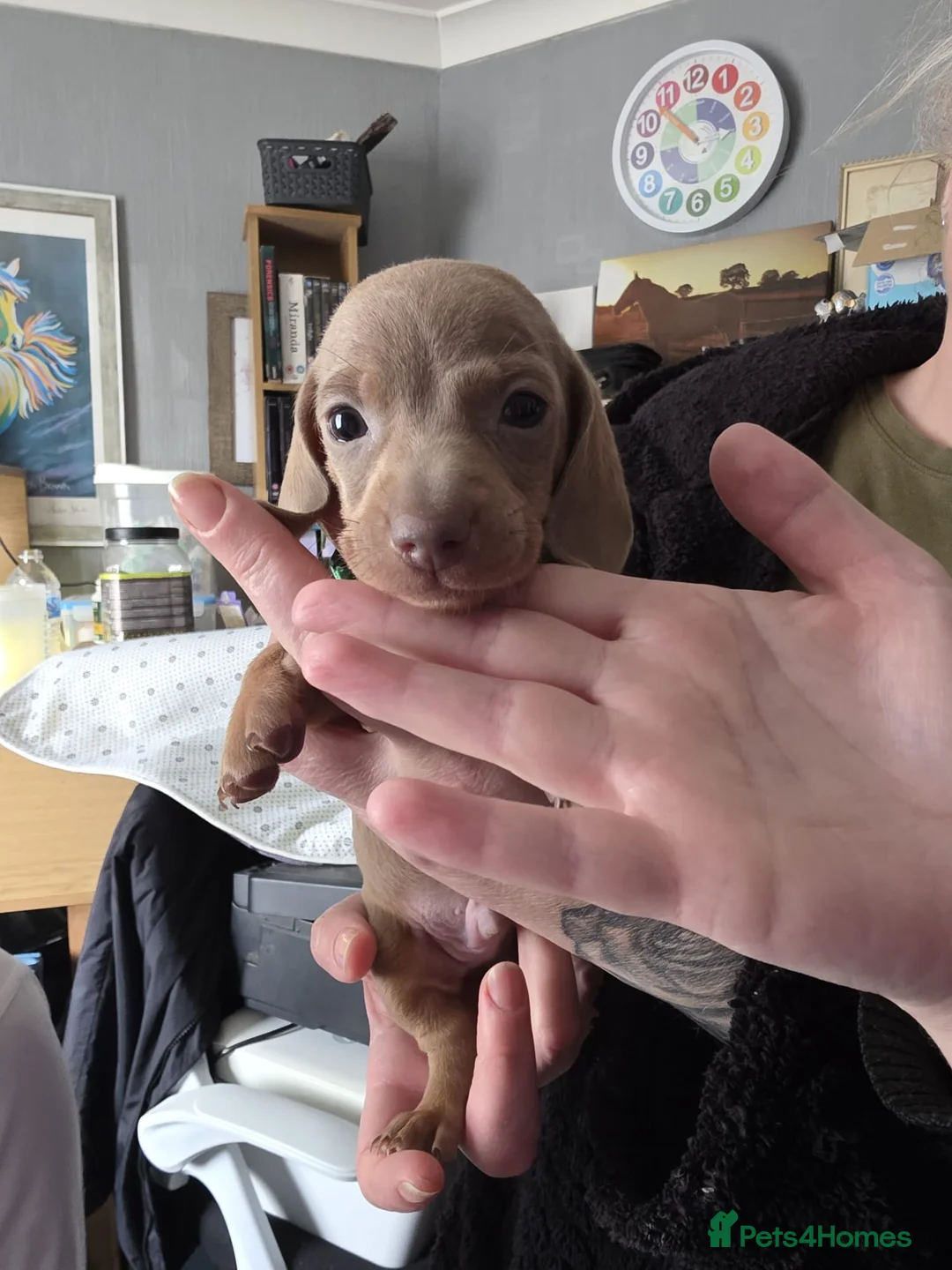 Miniature Dachshund dogs for sale: Mini dachshund pups - Advert 12